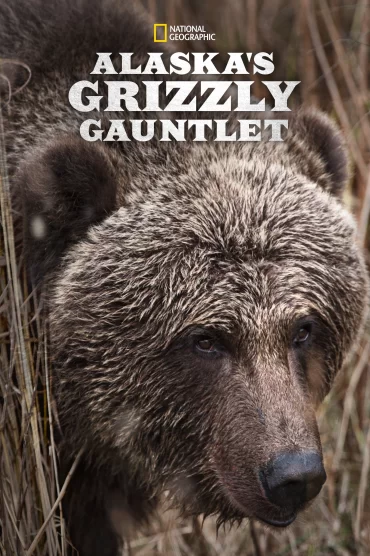 Alaskas Grizzly Gauntlet - 1. Sezon 1. Bölüm İzle